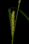 Hairyfruit sedge